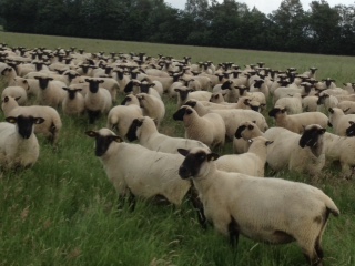 German Blackface flock Wendelin Schmuecker