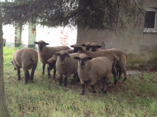 German Blackface lambs