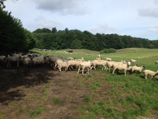 Jan Siebels flock