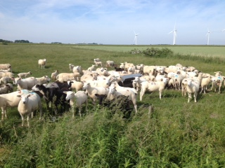 Joerg Jensen's flock on the Hamburger Hallig coast