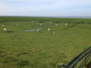 Nord Friesland salt marsh