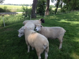 Kalli Fischer's senior rams: two German-bred Texels; a Danish-sired German Whiteface and a German-bred Suffolk