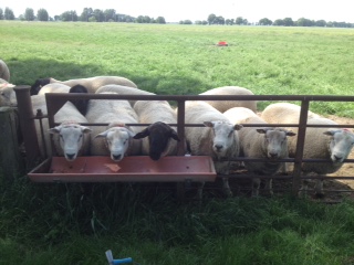Texel, Suffolk & Charollais shearling ram lambs from Kalli Fischer