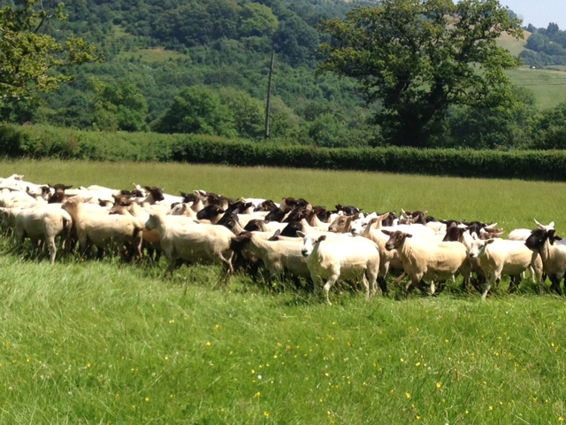 Peter Baber's flock of Ex-Lana, Texel & SufTex ewes