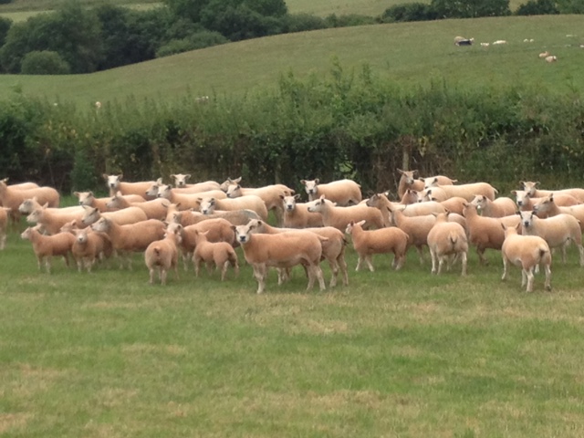 Texel ewes and lambs at Paul Quick's