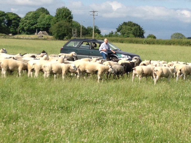 Sue Andrews with some of this year's crop of ram lambs