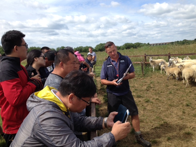 Jamie Wild presents his Mule ewes with their Charollais-sired lambs