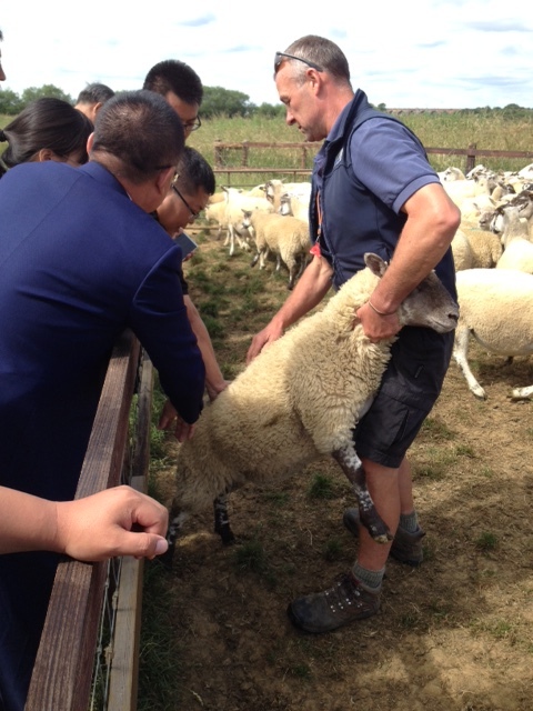Charollais-sired lambs ready to go this week