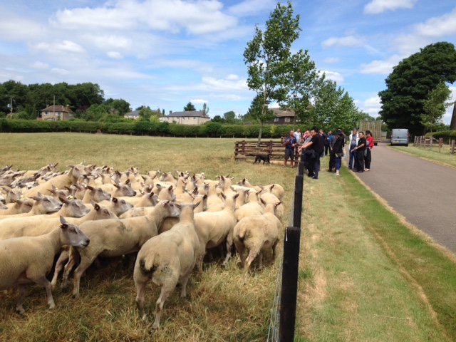 Pedigree Charollais females recently weaned from their lambs