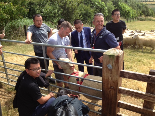 Shearling Charollais ram demonstrating raddling to the Chinese