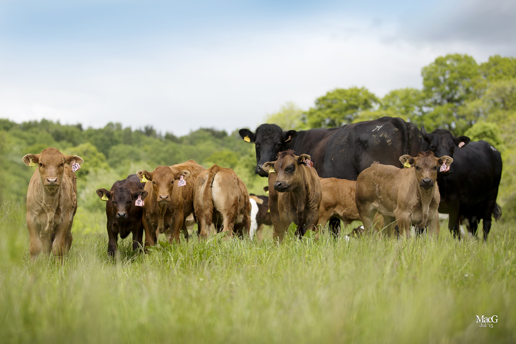 Suckler Herd with Limousin-sired calves