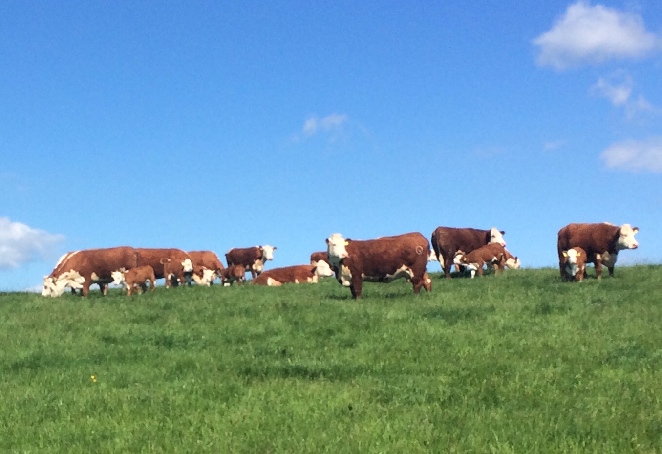 Netherhall Hereford Herd