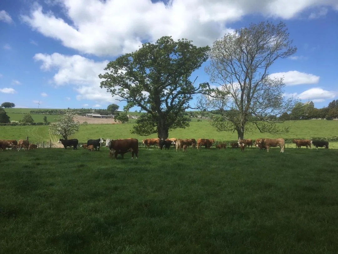 Hereford & Limousin cattle from Nether Hall