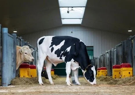 UK-BRED BULL LEADS YOUNG GENOMIC HOLSTEIN SIRES