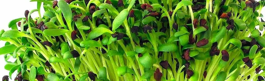 Nouveauté à découvrirPain alphablé broyé, yogourt, pousses d'alfalfa