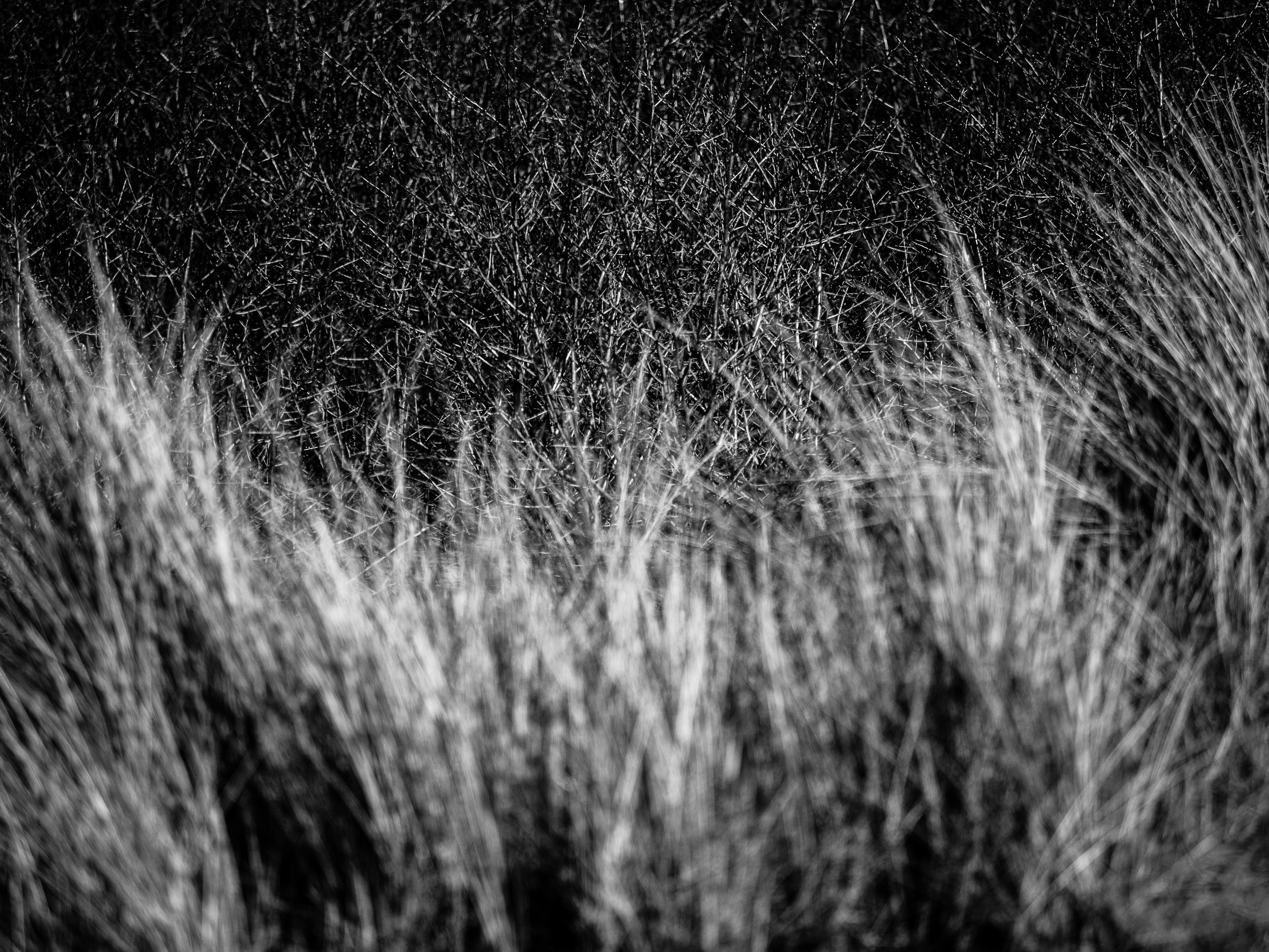 Natures march to reclaim The Barrens