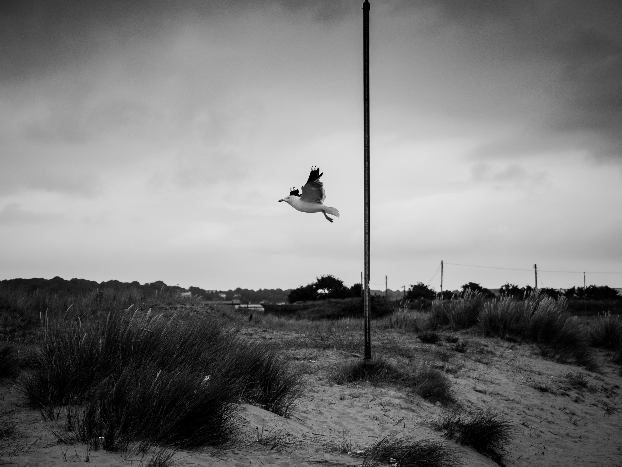 Seagull in Flight