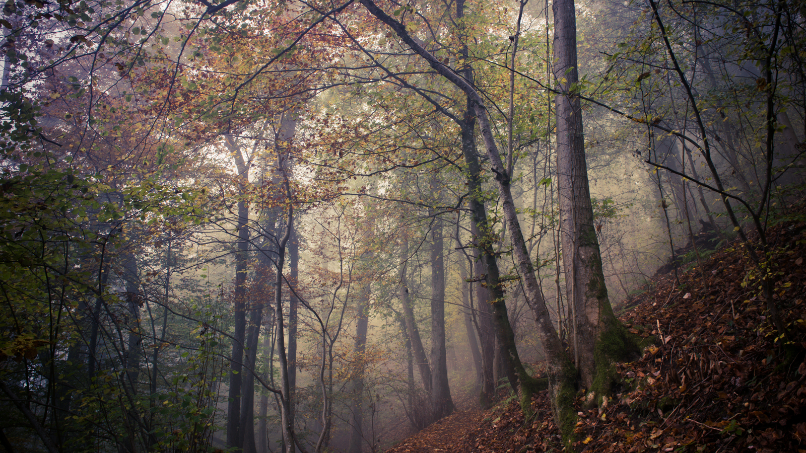 Zsofia_Daniel_Trees-5.jpg