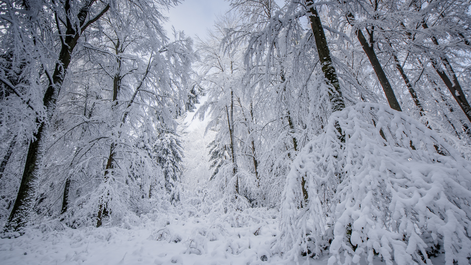 Zsofia_Daniel_Trees-9.jpg