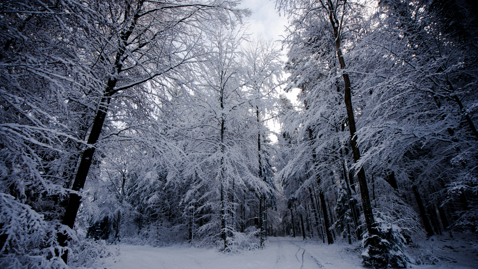 Zsofia_Daniel_Trees-21.jpg