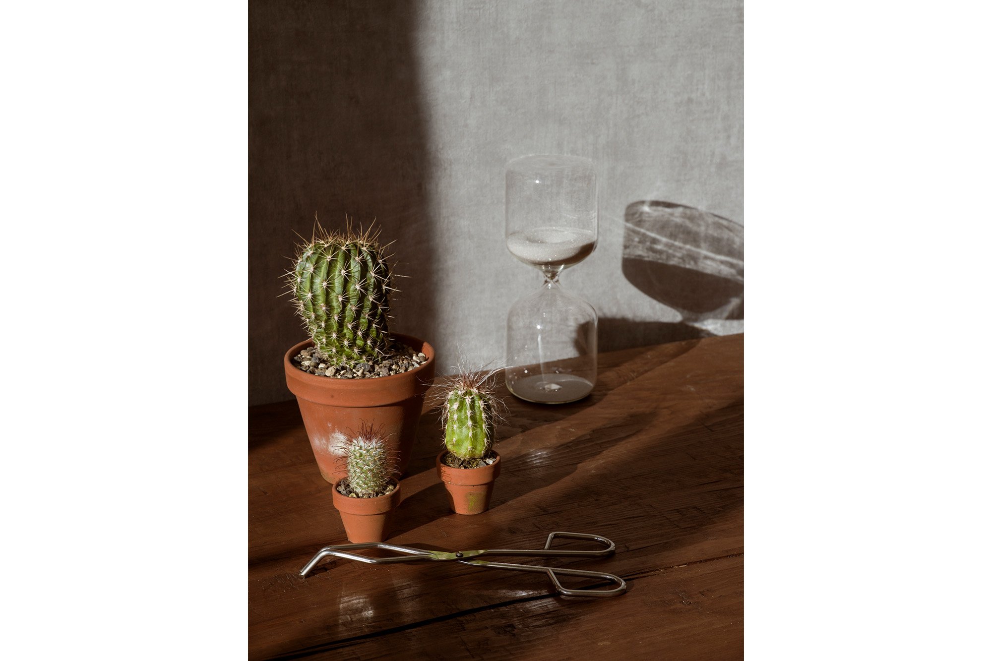 Zsofia_Daniel-Still Life with Cacti.jpg