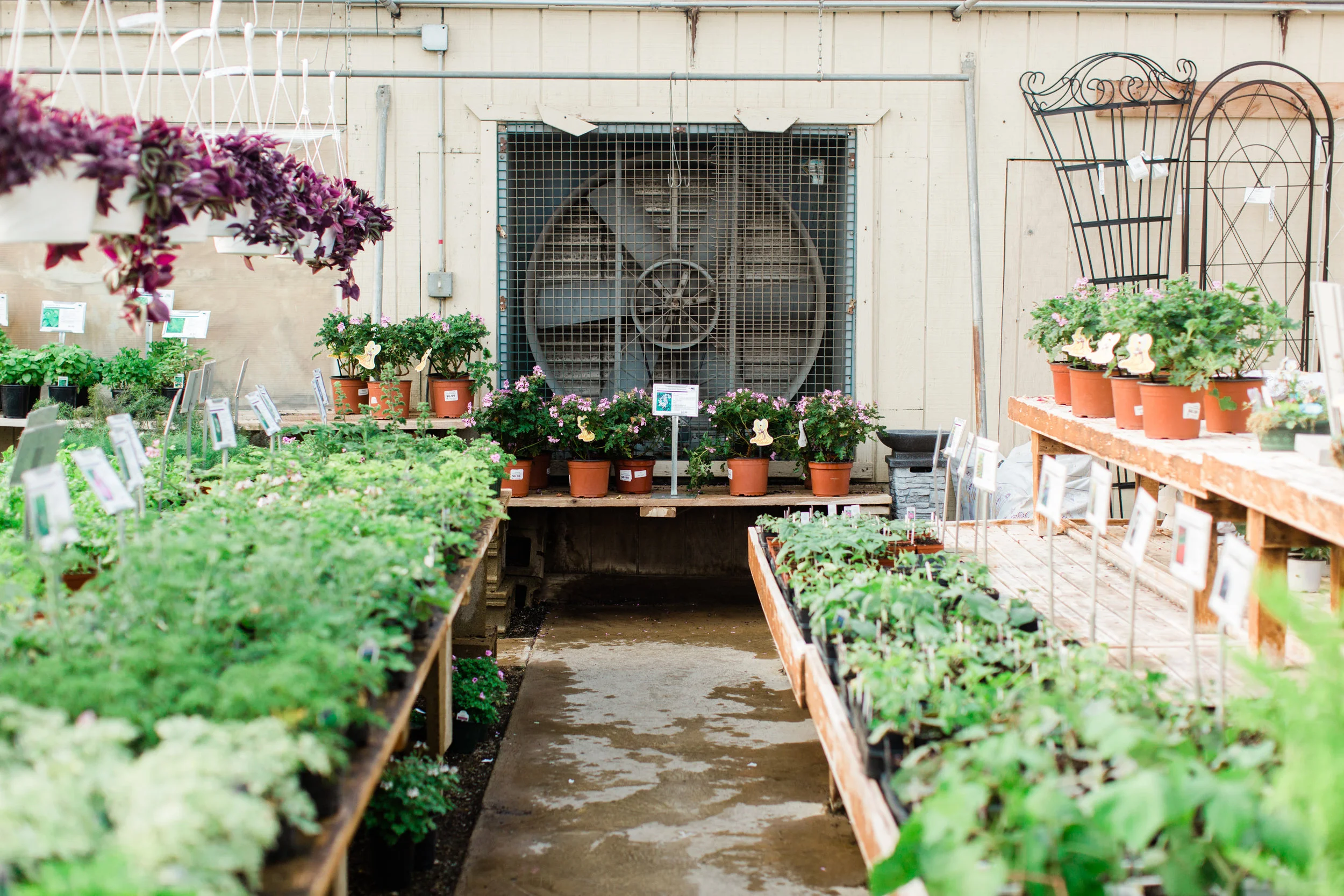 The character of this greenhouse is so fun.