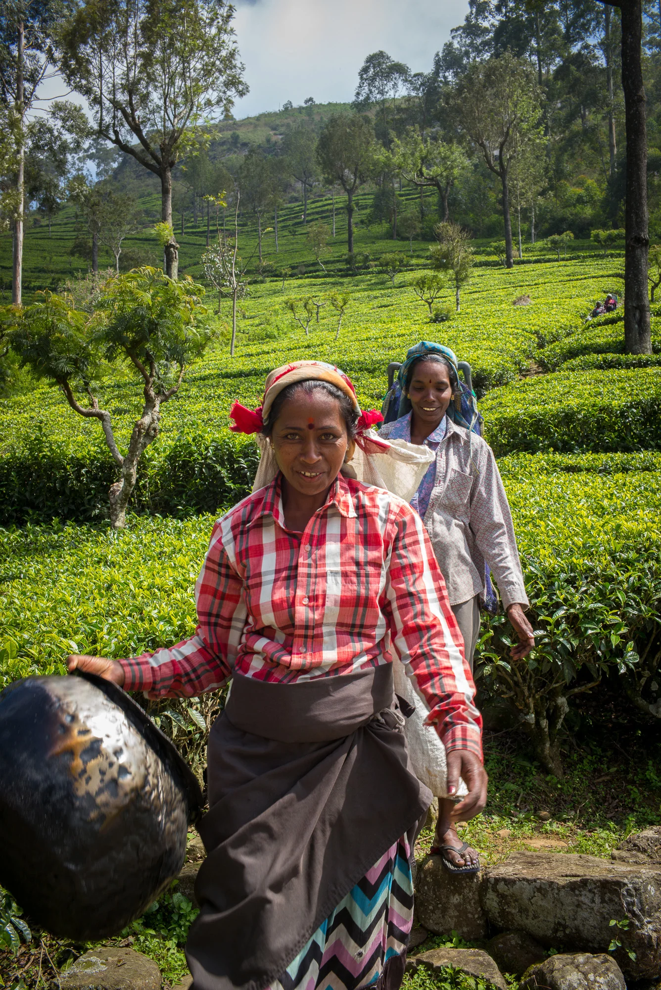 Tea pickers, Haputale, Hill Country, Uva Province