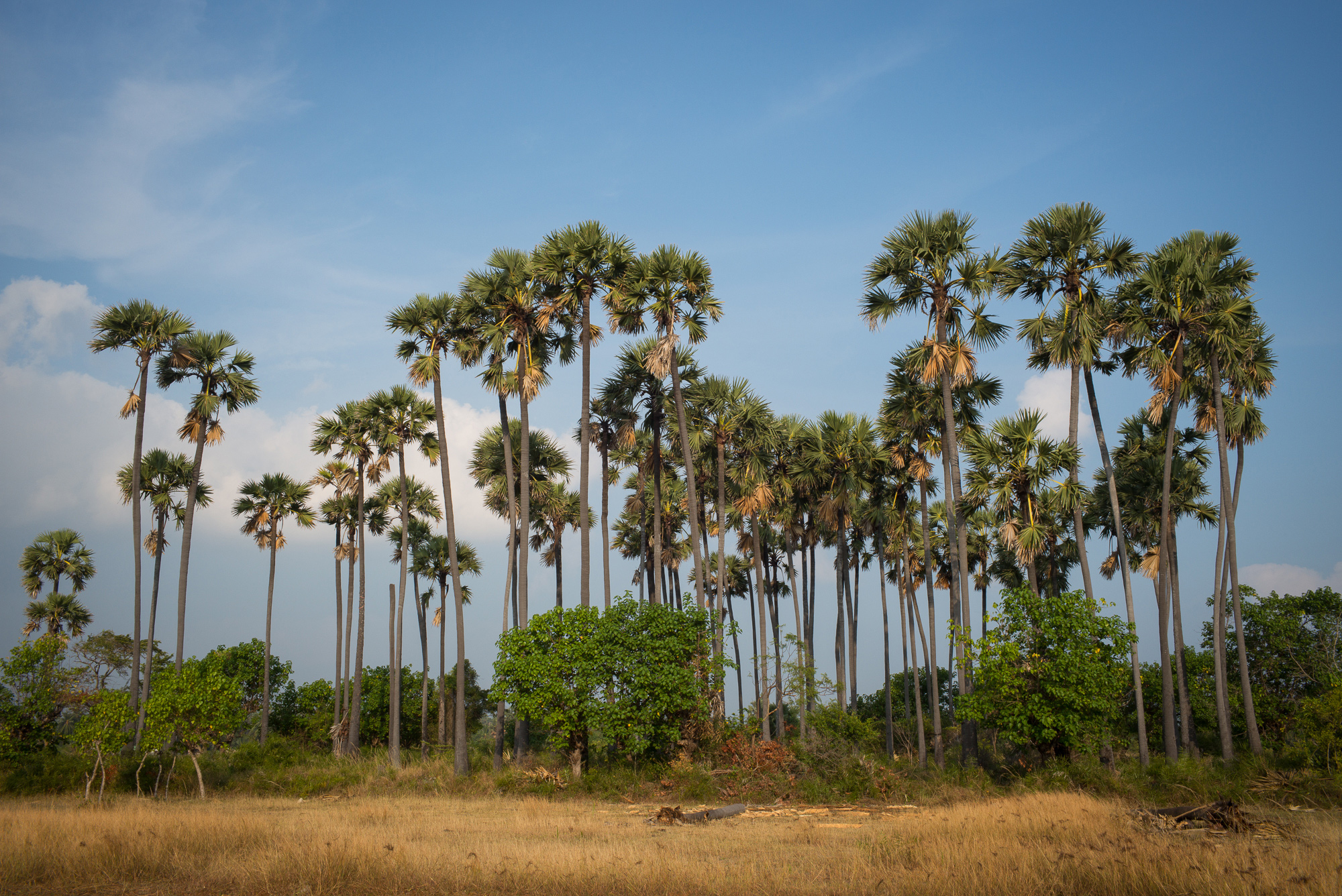 Plamyra palms are the symbol of Tamil culture as well as a source for products from fruit to roofing, and the mainstay of the Tamil toddy tappers of northern Sri Lanka.
