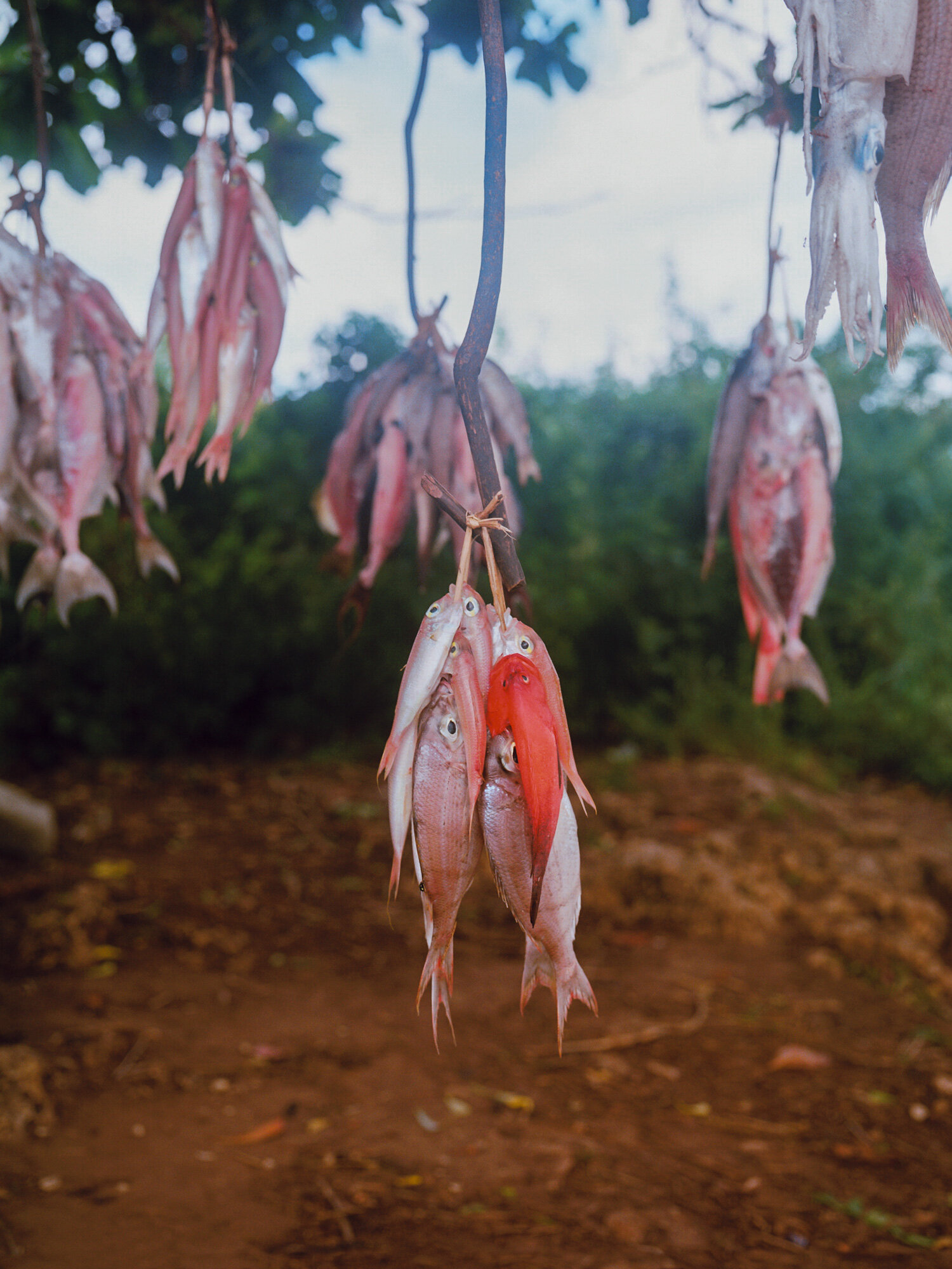  Bundle of fish sold along the main road near Fukuchani 