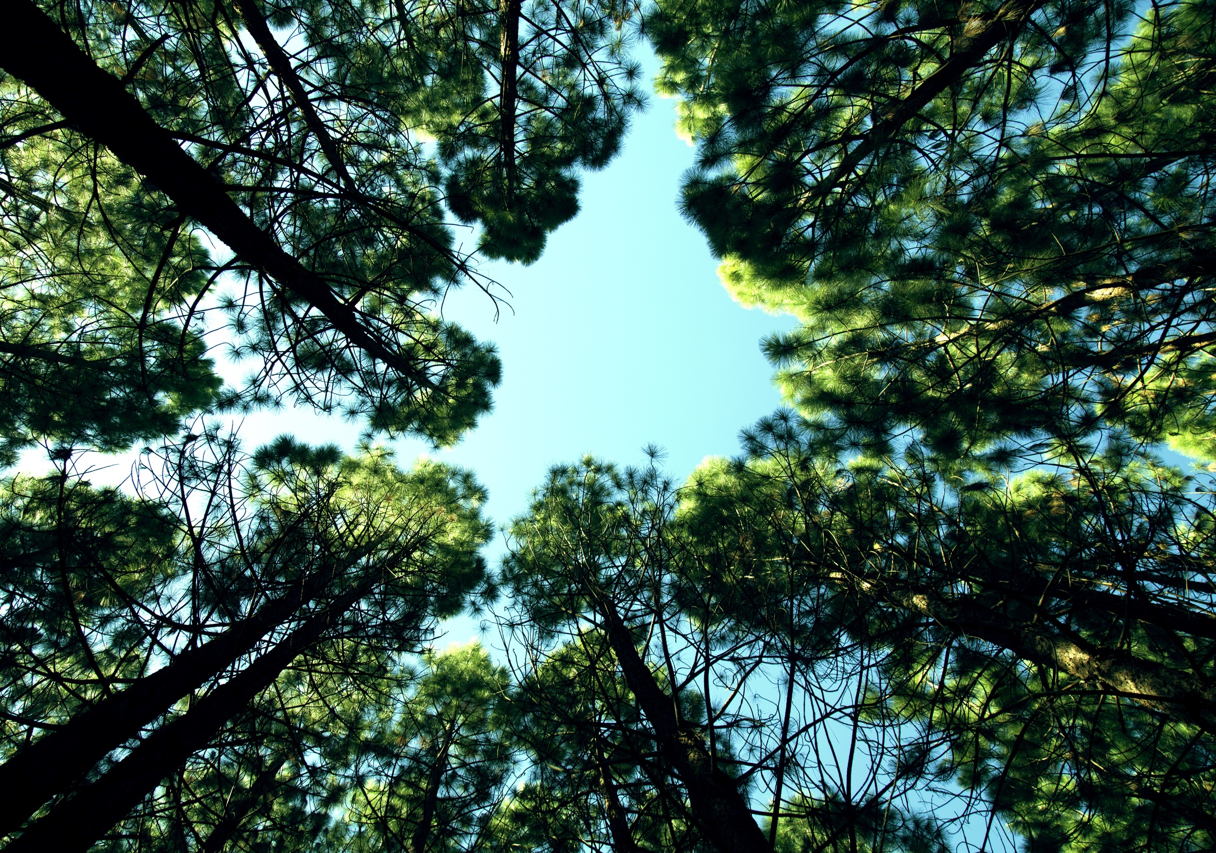 Life-of-Pix-free-stock-photos-trees-sky-forest-mikewilson.jpeg
