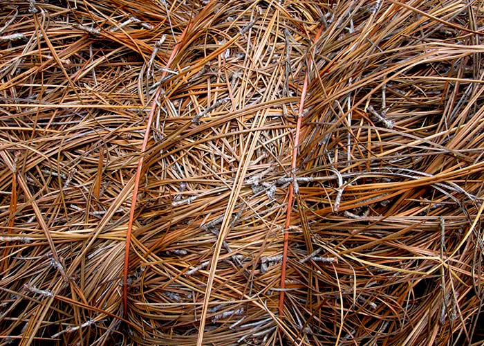 North Carolina Long Leaf Pine Needles - by the bale — Stratford Landscape  Supply | Your local garden center and nursery