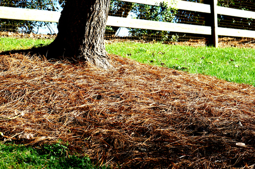 North Ina Long Leaf Pine Needles, Pinestraw Place Landscape Supply Lexington Sc
