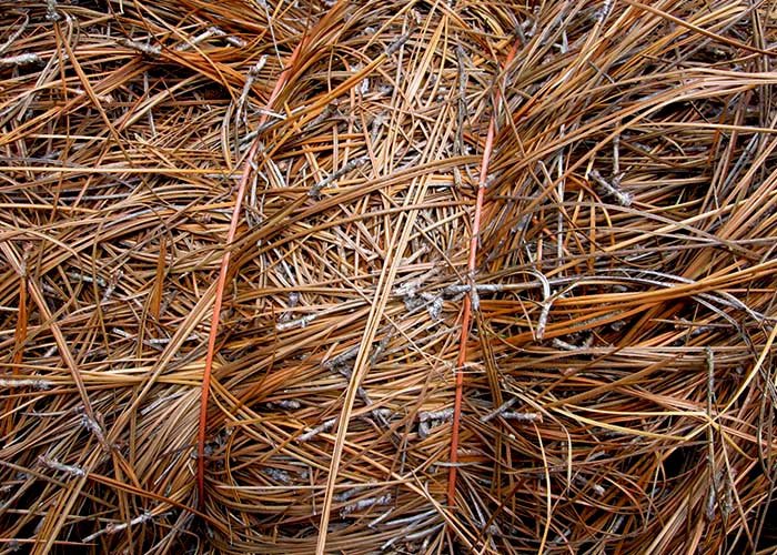 Pine Needles