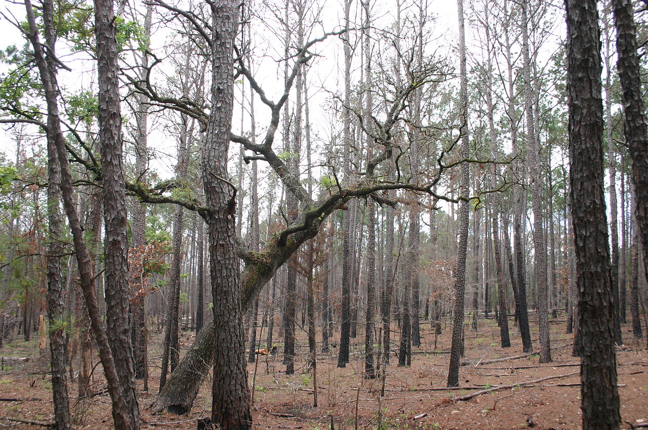 1280px-Contrasting_Tree_Types_Coexist_in_a_Forest.jpg