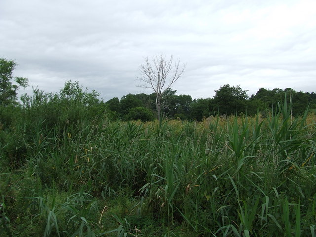 Marshland_-_geograph.org.uk_-_495478.jpg