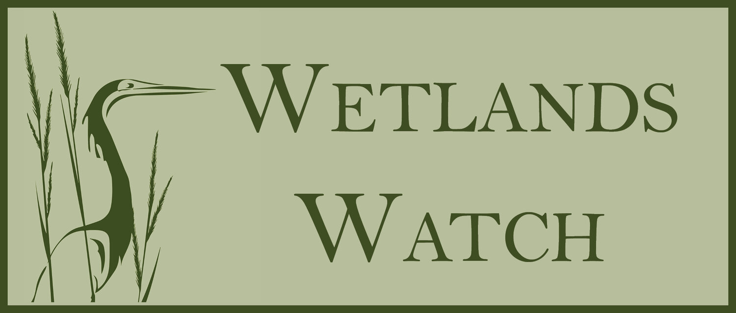 Wetlands Watch 