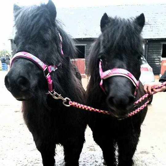 Pixie & Dixie