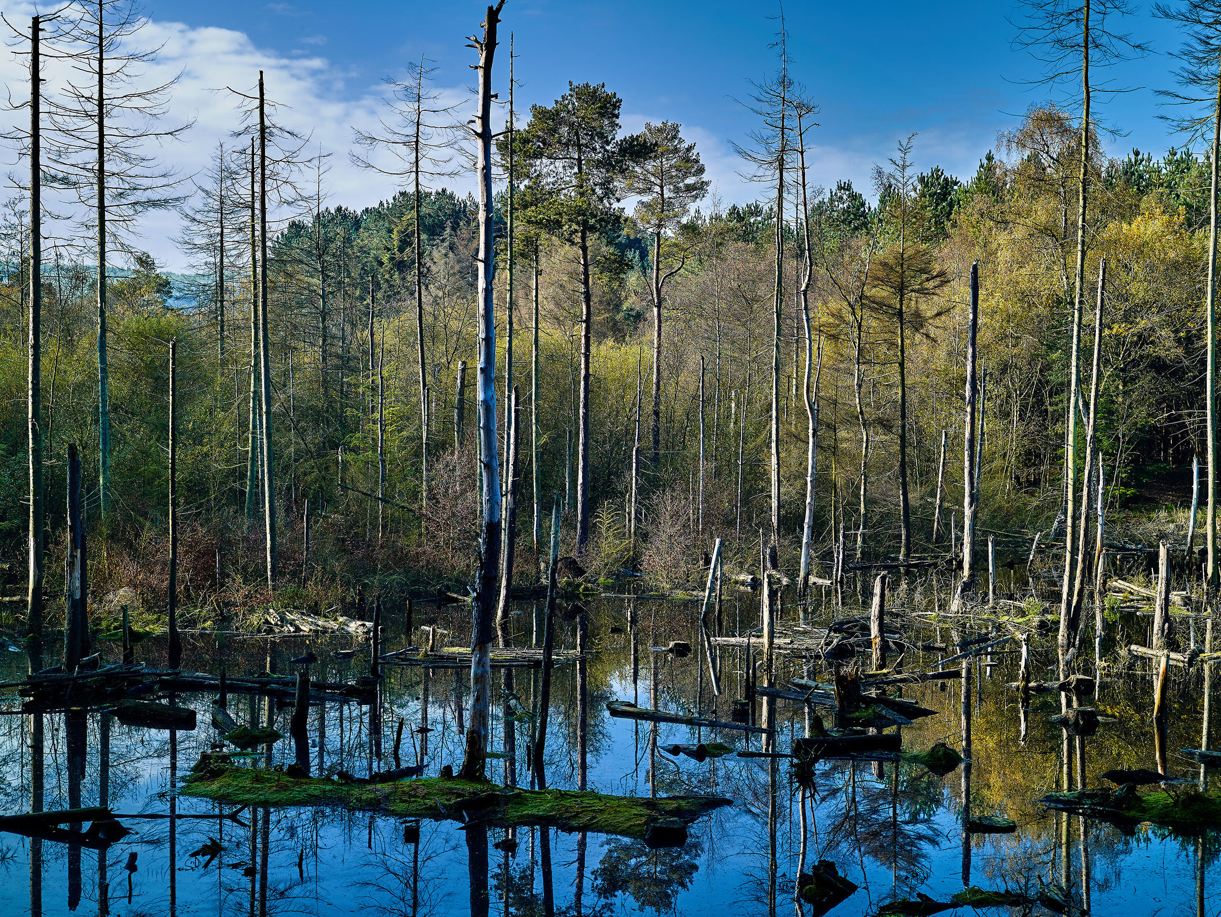 Delamere Forest