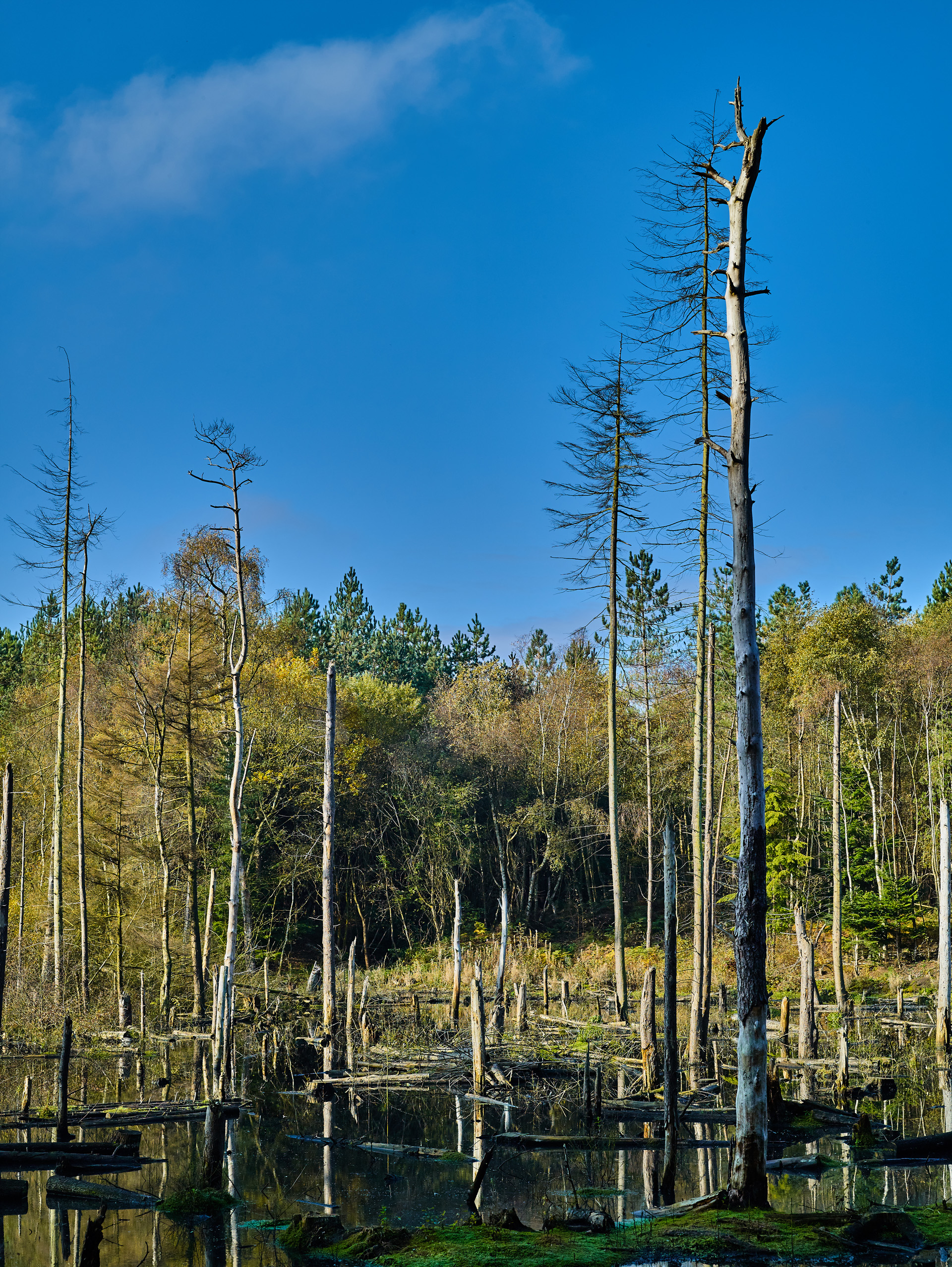 Delamere Forest