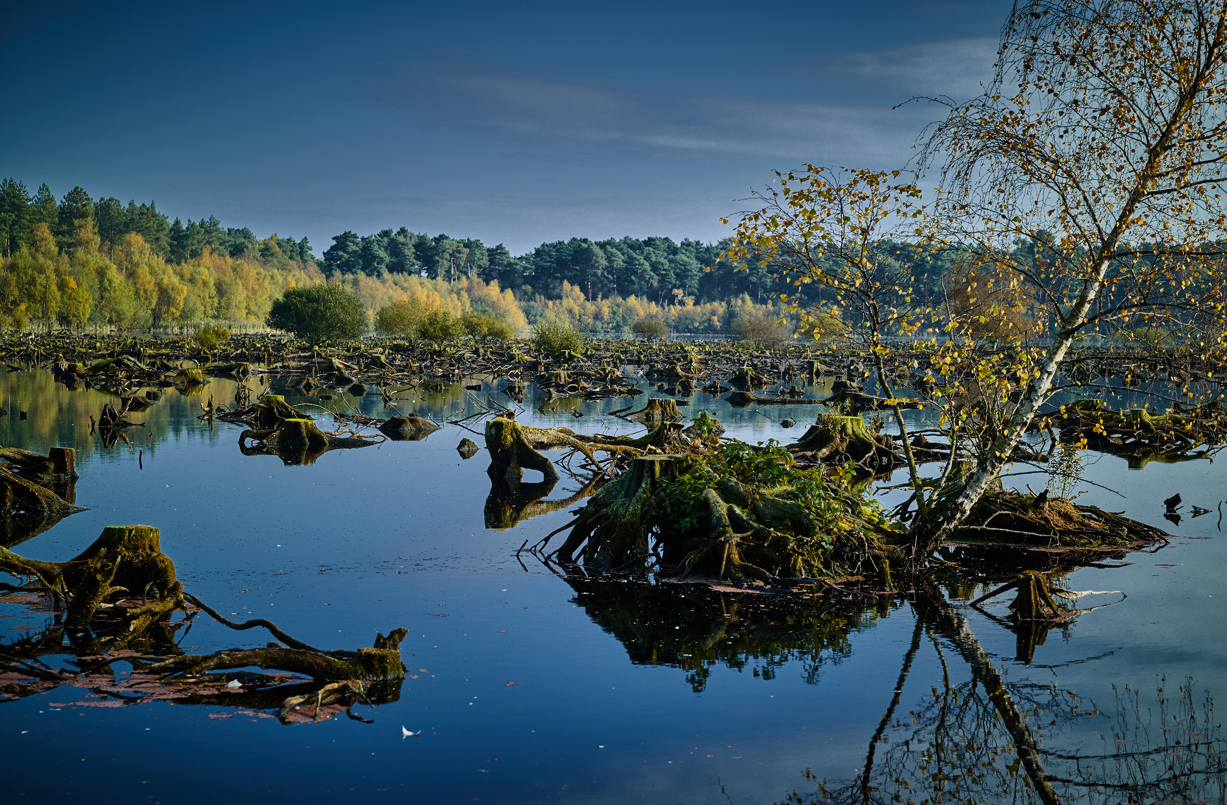 Delamere Forest