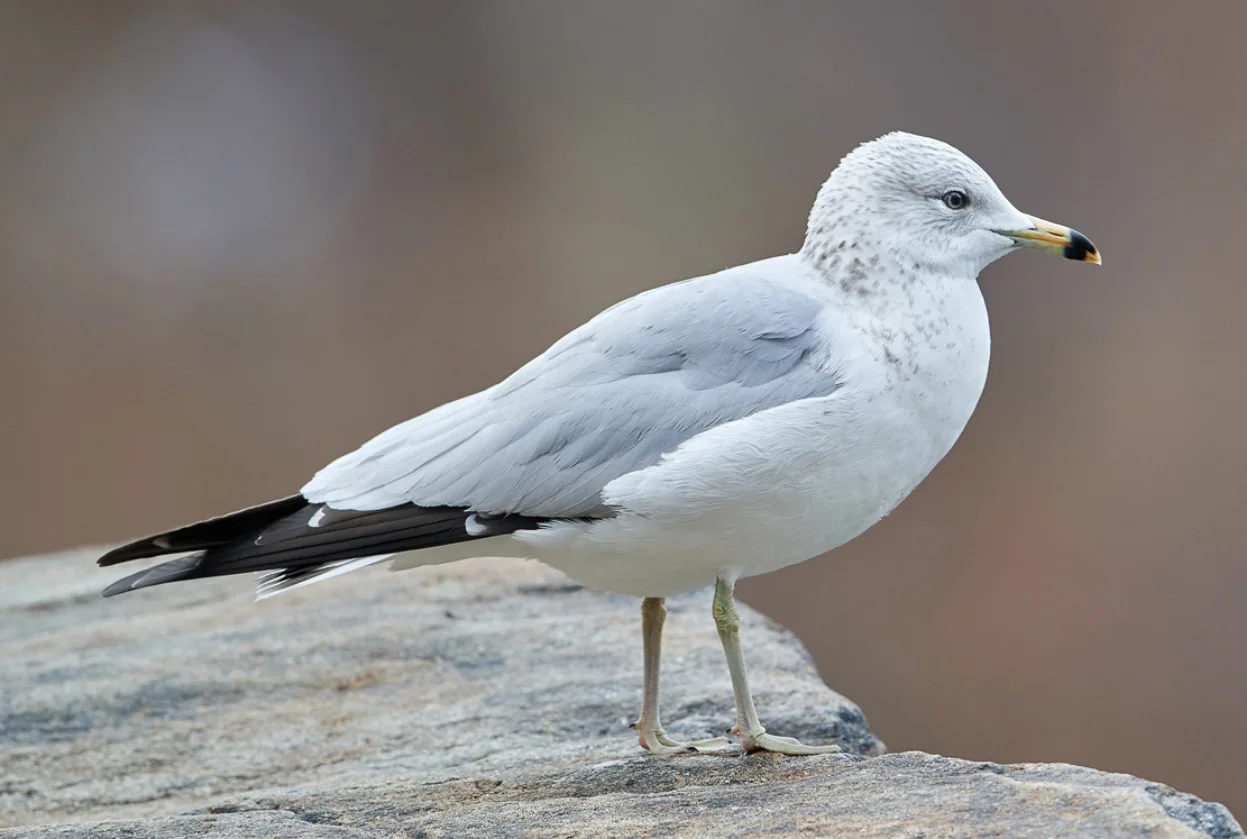 Ring-billed Gull