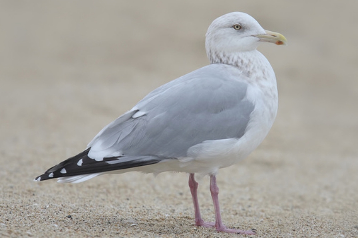 Herring Gull