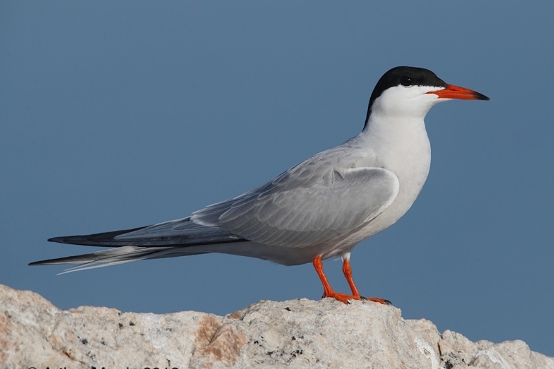 Common Tern