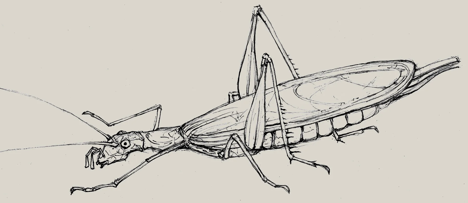 Four-spotted Cricket