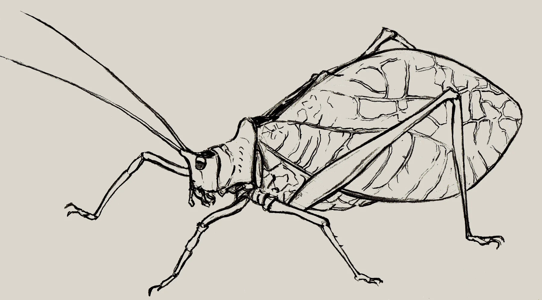 True Katydid