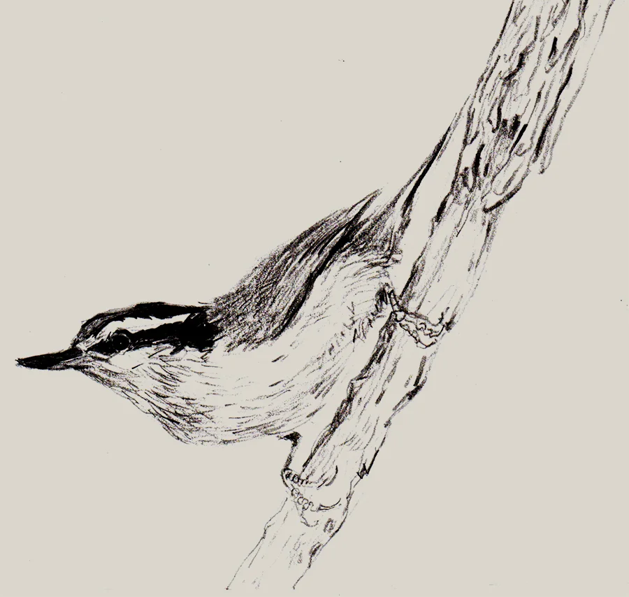 Red-breasted Nuthatch
