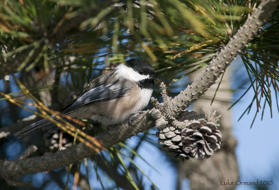 Black-capped Chickadee/by Luke Ormand