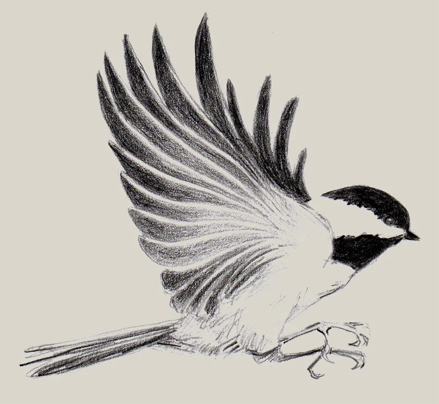 Black-capped Chickadee