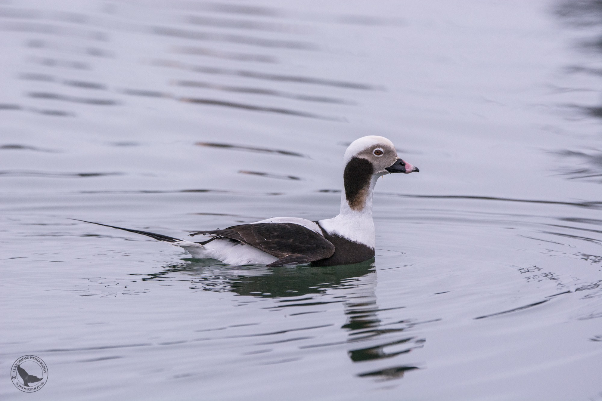 Long-tailed Duck Greenport.jpg
