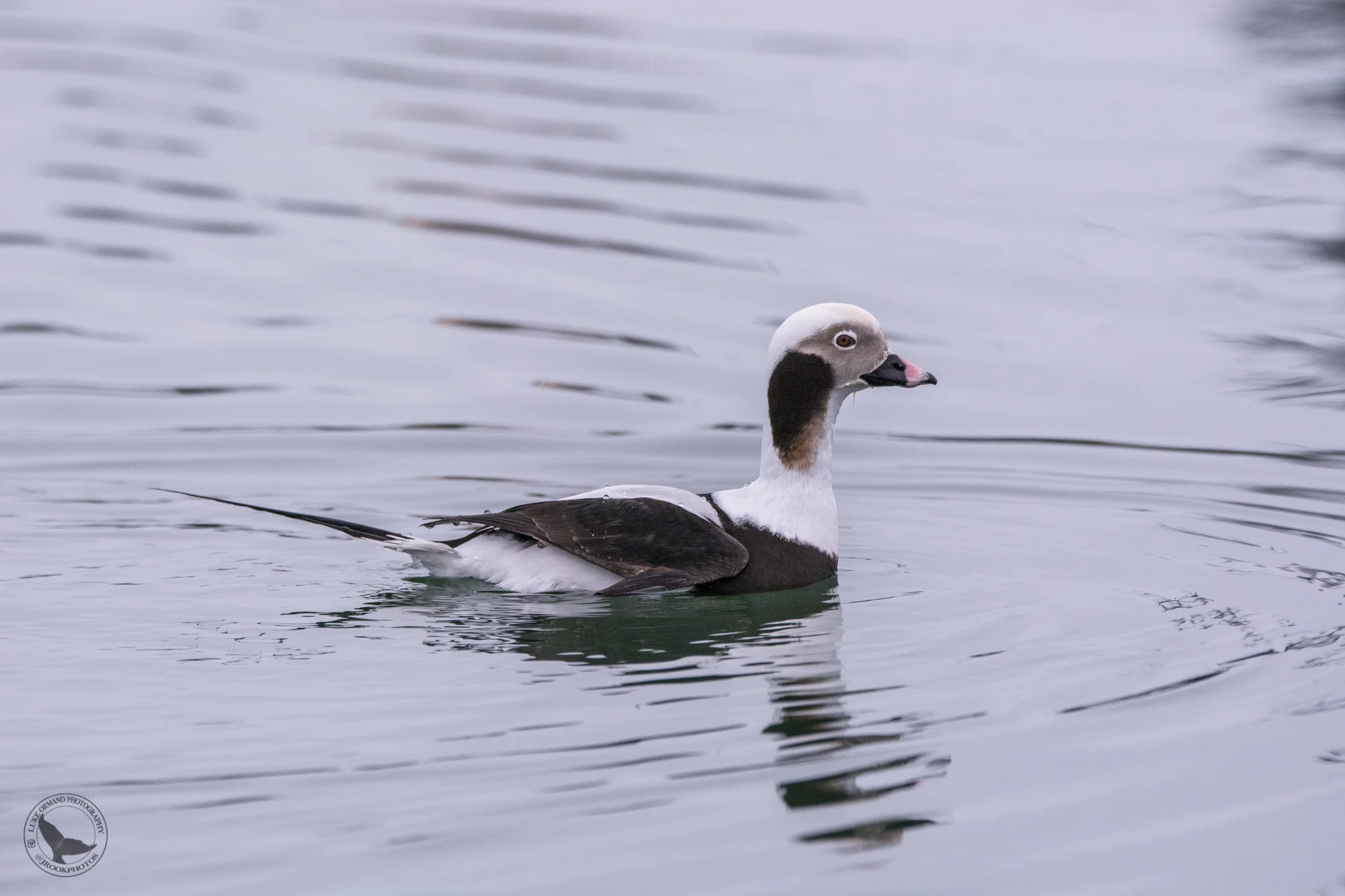 Long-tailed Duck Greenport.jpg